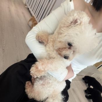 最近の趣味🐶💖